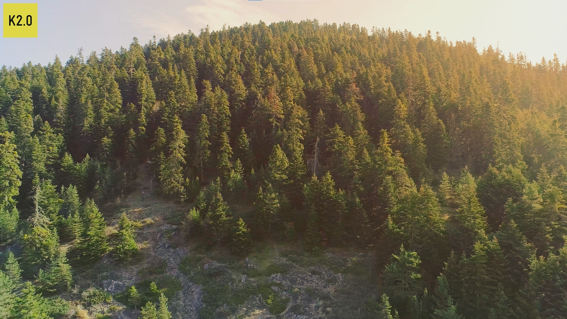Kosovske šume odumiru brže nego što smo mislili