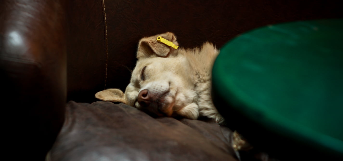 I suffer therefore I am — we must stop animal cruelty in Kosovo