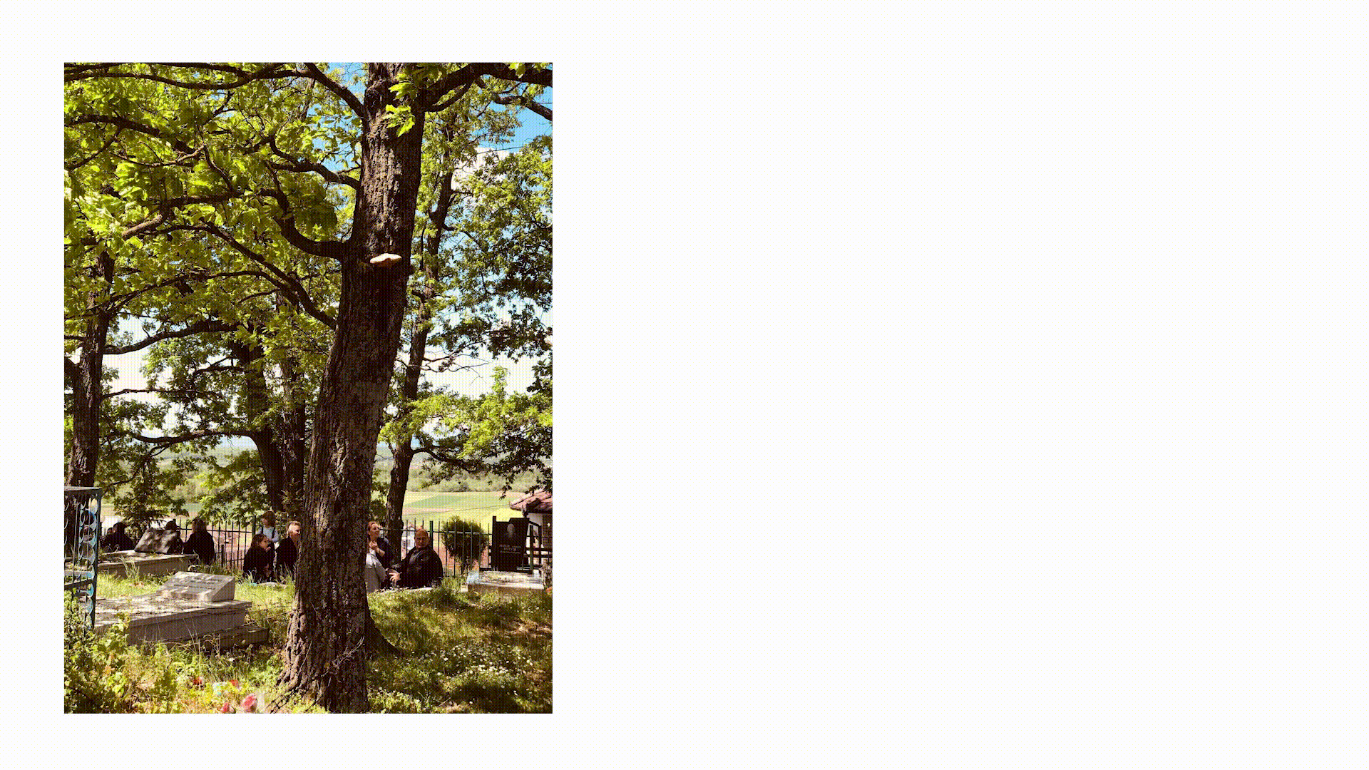 Cvijeće, vrba i kopriva za Erdelez