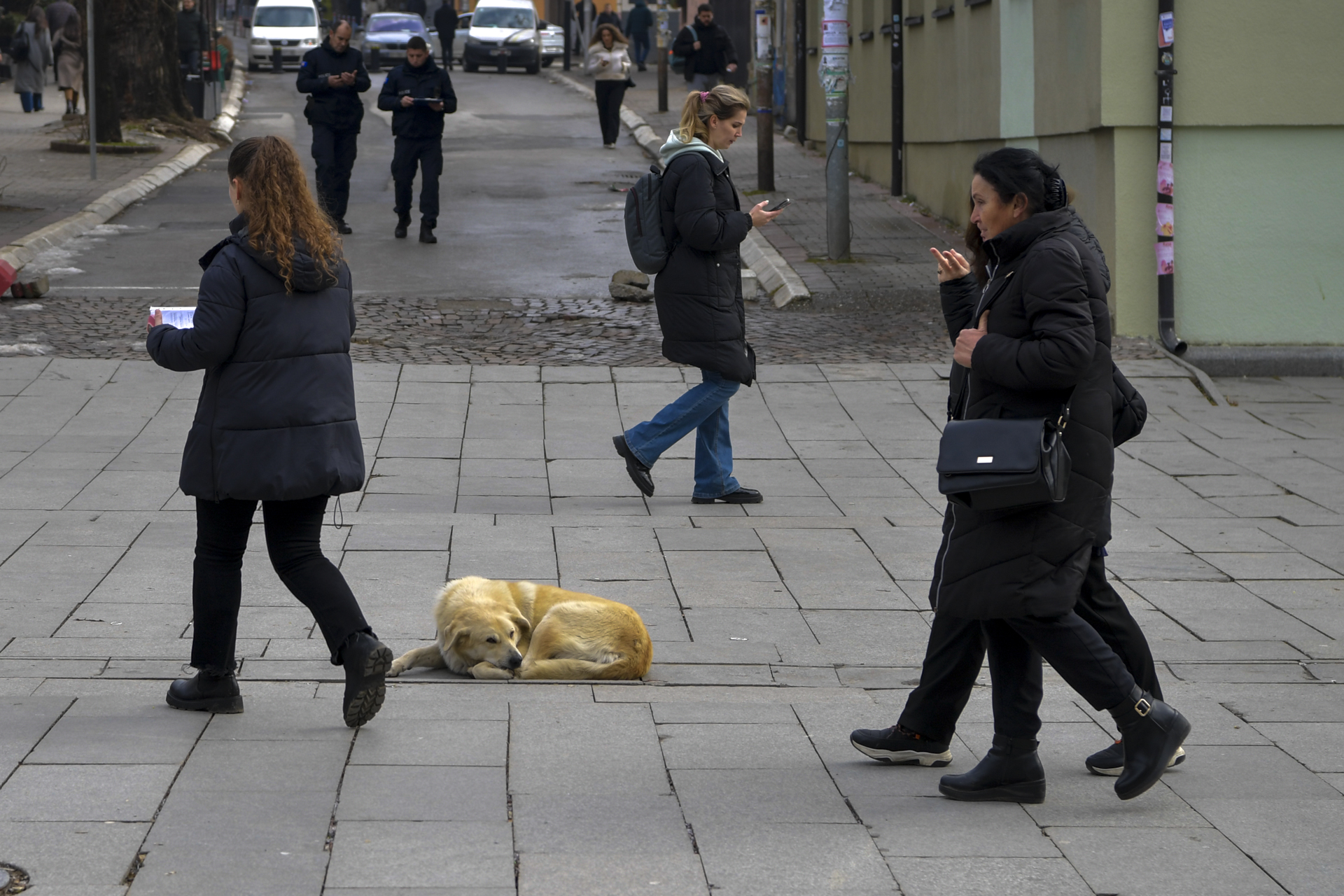 Çka po ndodh me qentë endacakë?